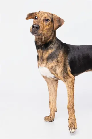 BODHI