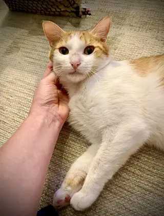 Nilla Wafer