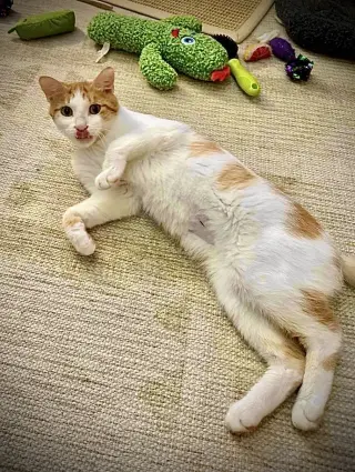 Nilla Wafer