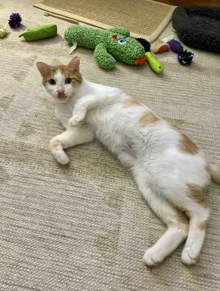 Nilla Wafer