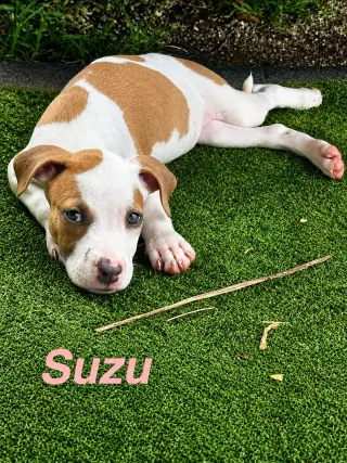 Suzu