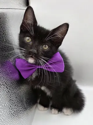 Uzi