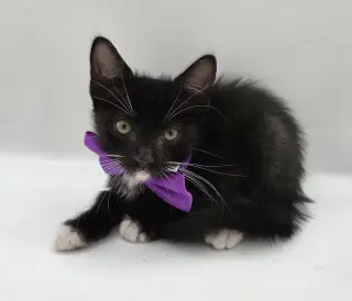 Uzi