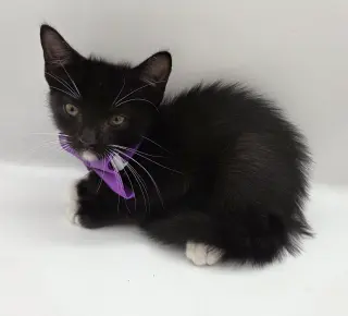 Uzi