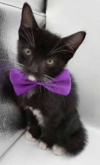 Uzi