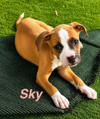 Sky