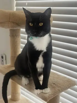 Maxwell