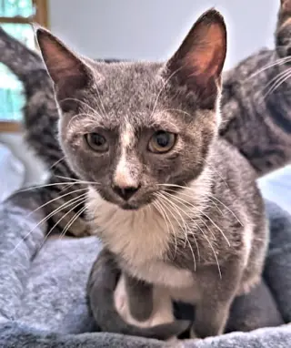 Toby