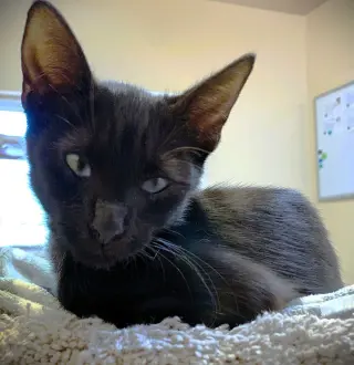 Kitten Gemini