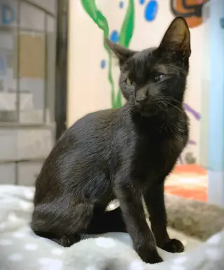Kitten Gemini