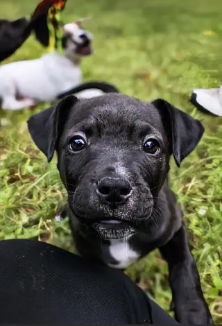 Roscoe - UP & COMING!!!