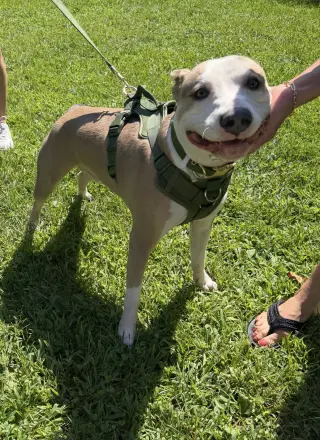 Oakley