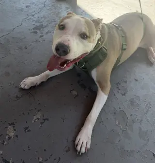 Oakley