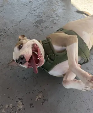 Oakley