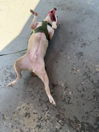 Oakley