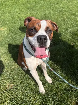 Rory *Needs Foster*