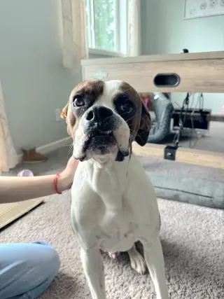 Rory *Needs Foster*