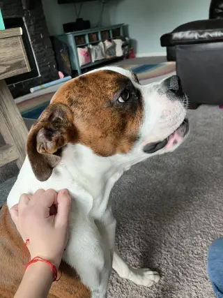 Rory *Needs Foster*