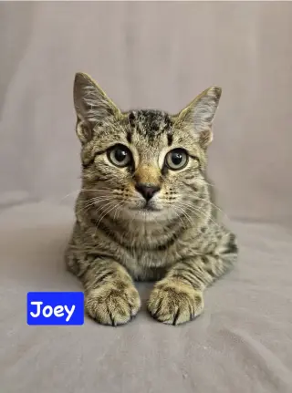 Joey