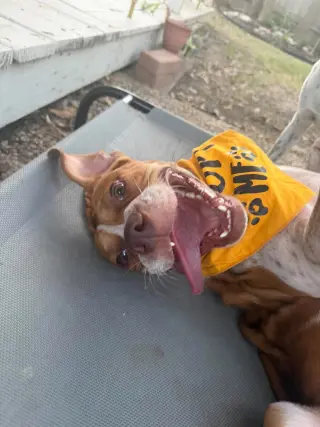 Frankie