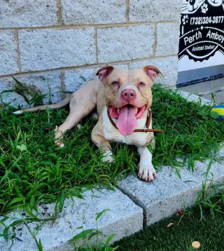 Enzo