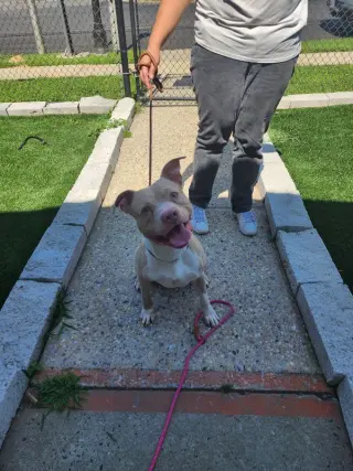 Enzo