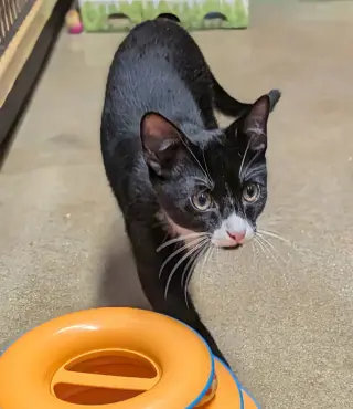 Arthur w/Oliver (FCID 08/19/26-536 Millsboro PS) C