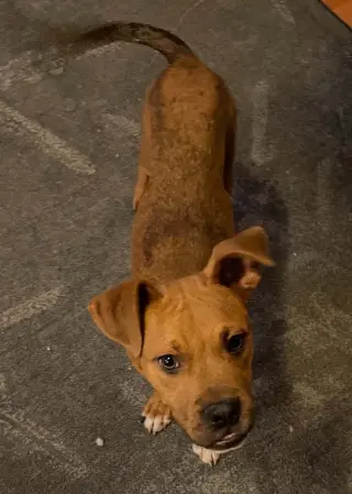 Riggs