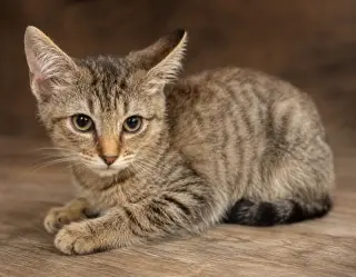 Copper
