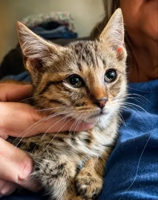 Copper