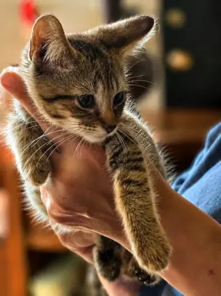 Copper