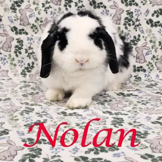 Nolan
