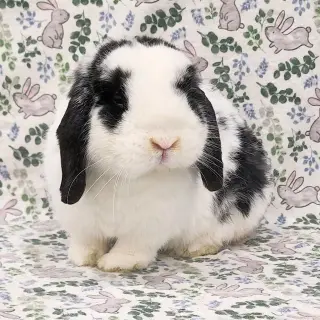 Nolan