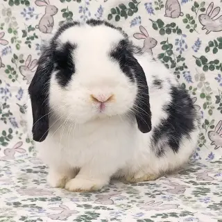 Nolan