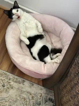 Bucky Napa