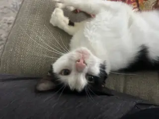 Bucky Napa