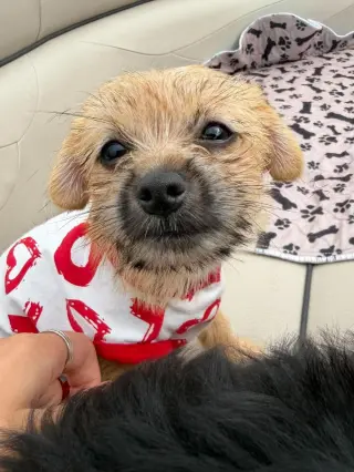 Olive - ADOPTION IN PROCESS