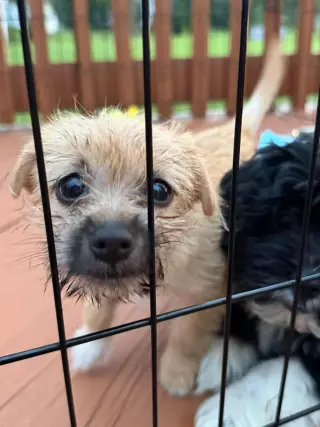 Olive - ADOPTION IN PROCESS