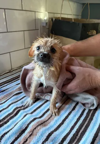 Olive - ADOPTION IN PROCESS