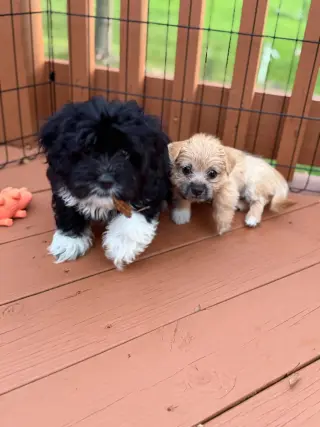 Olive - ADOPTION IN PROCESS