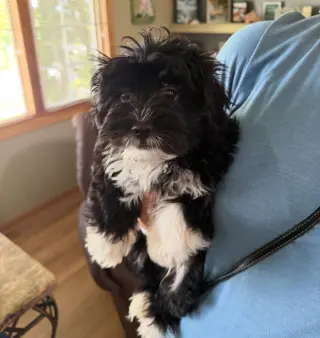 Wyatt - ADOPTION IN PROCESS