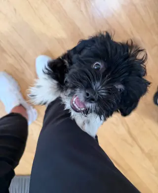 Wyatt - ADOPTION IN PROCESS