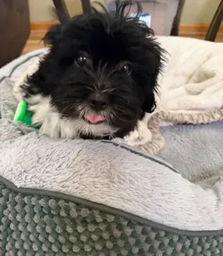 Wyatt - ADOPTION IN PROCESS
