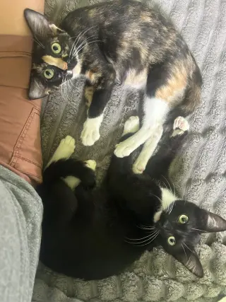 Hilo and Lala