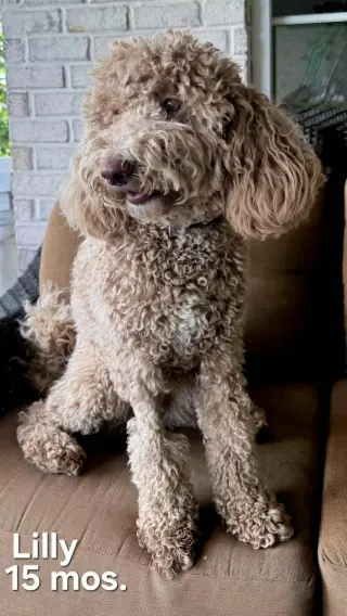 LILLY DOO