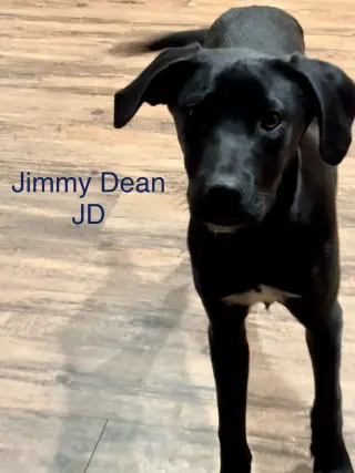 Jimmy Dean Dot *LOCAL*