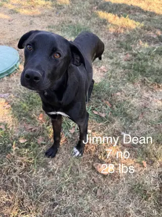 Jimmy Dean Dot *LOCAL*