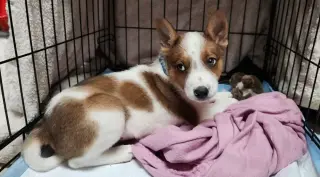 Casper - Halloween Litter