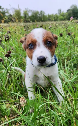Casper - Halloween Litter