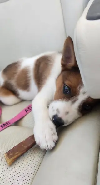 Casper - Halloween Litter